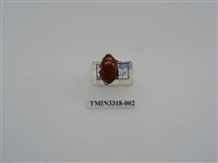 藏品(黑腳金龜)的圖片